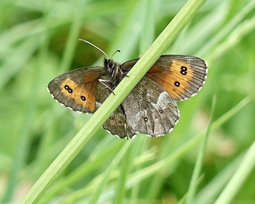 large ringlet